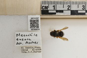 Media type: image;   Entomology 789974 Aspect: Labels